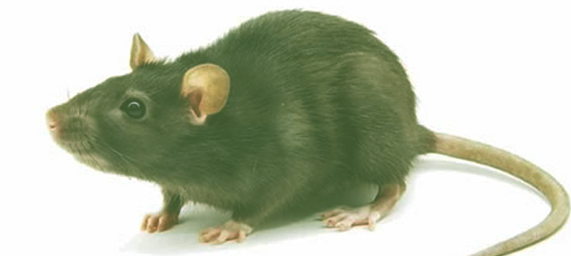 2 NAO E RATATOUILLE 3