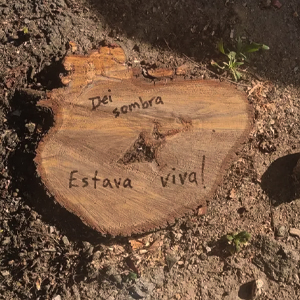 2 PENSAR SE A ARBORIZACAO EM COIMBRA2