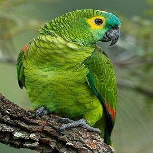 Papagaio2