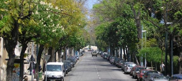 1 ARVORES QUE MORREM DE PE EM COIMBRA1