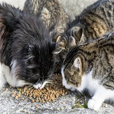Gatos3.png
