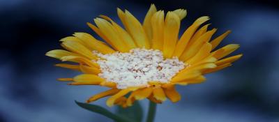 arnica-gfa3b9d9b8-1920.jpg