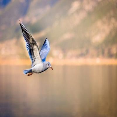 bird2.jpg