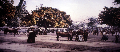 feira-de-gado-no-Rossio-de-Santa-Clara-por-volta-de-1900.png