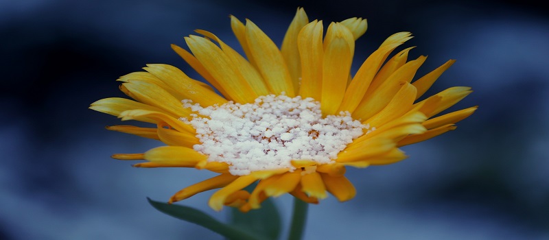 arnica gfa3b9d9b8 1920