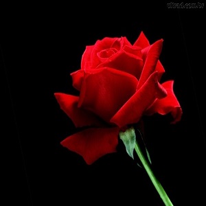 rosa3