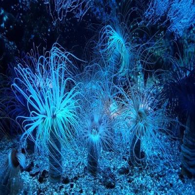 anemone-2791565-960-720.jpg